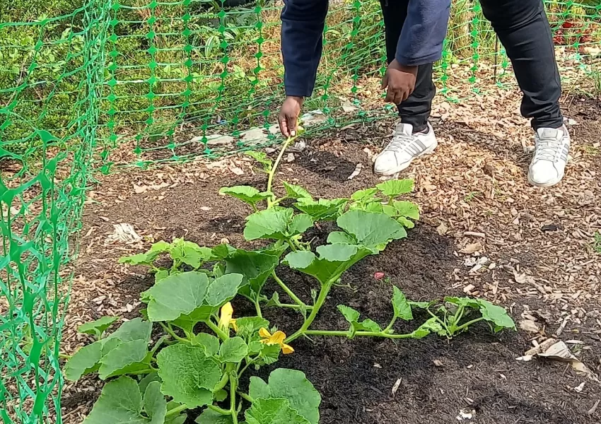 food growing