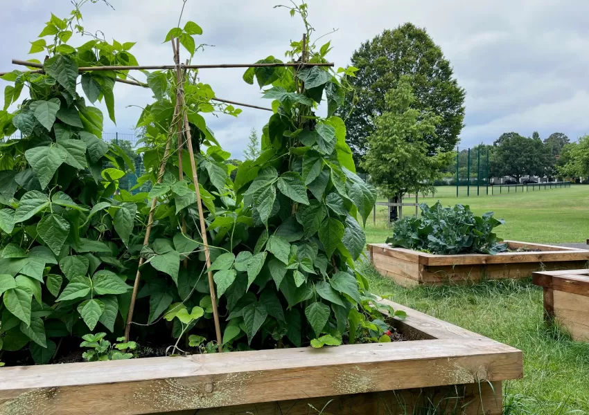 bean plants growing in a raised bed