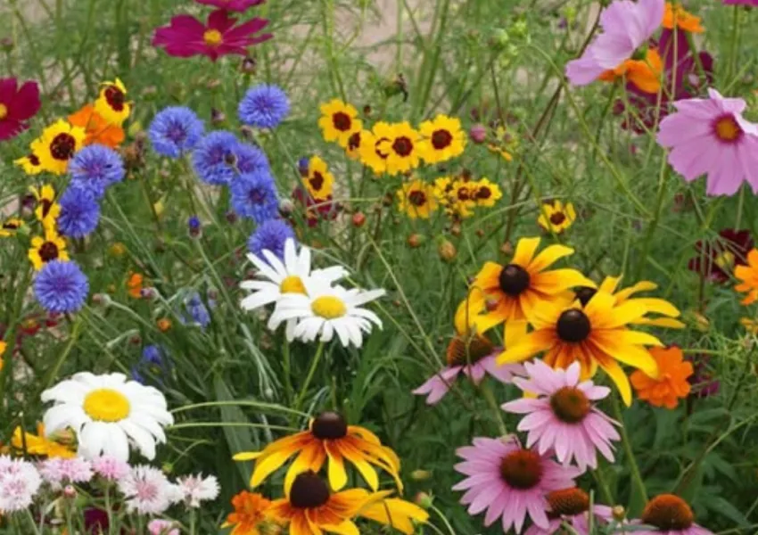 Picture of wildflowers