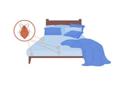 White background with a bed and a zoom in on a bed bug.